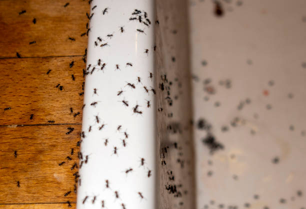 Best Insect Control  in Babson Park, FL