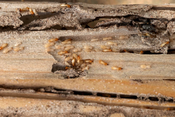 Best Residential Pest Control  in Babson Park, FL